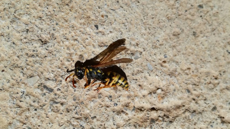 Invasion de quêpes sur une toiture plein sud 17571111