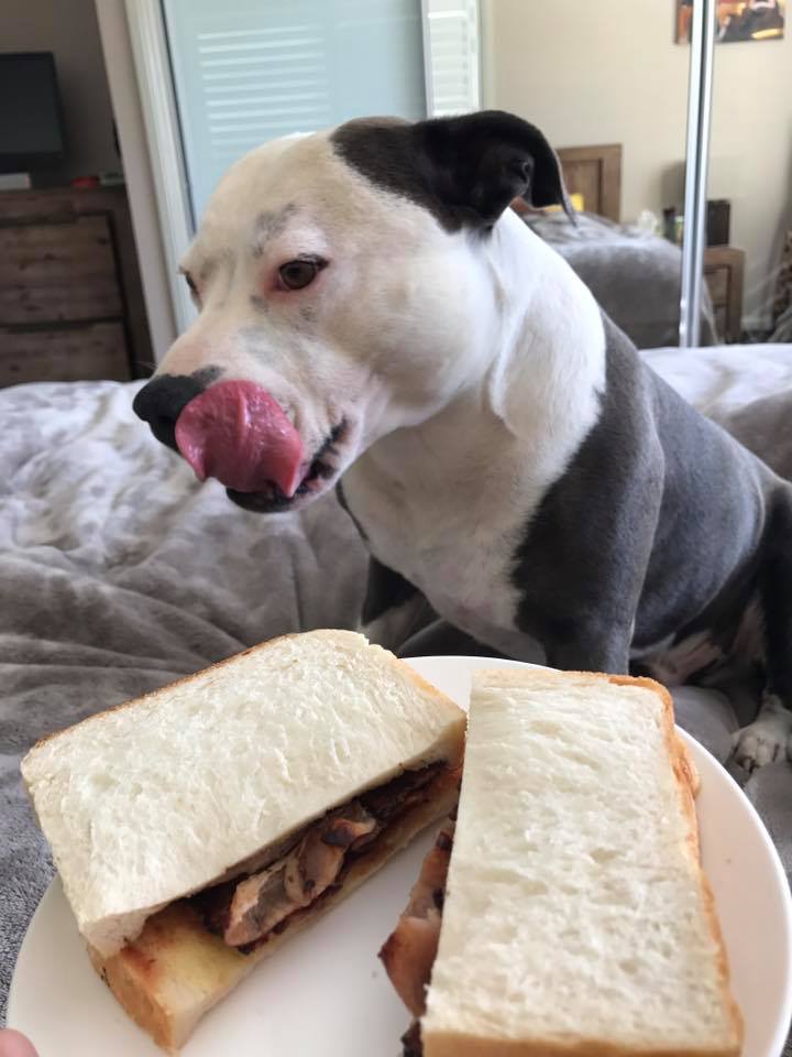 Sammich Koda_b10