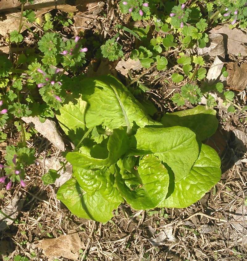 Volunteer Lettuce? Free_l11