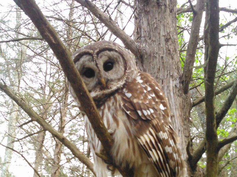 How I received free organic pest control - Barred Owl Kimg0112