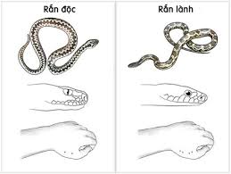 Khi bị rắn độc cắn, sơ cứu vết thường là vô cùng quan trọng nếu không được xử lý tốt sẽ nguy hiểm đến tính mạng của nạn nhân. Vì vậy mỗi người hãy tự trang bị cho mình những kỹ năng sơ cứu khi bị rắn cắn phòng khi cần thiết. Dowloa10