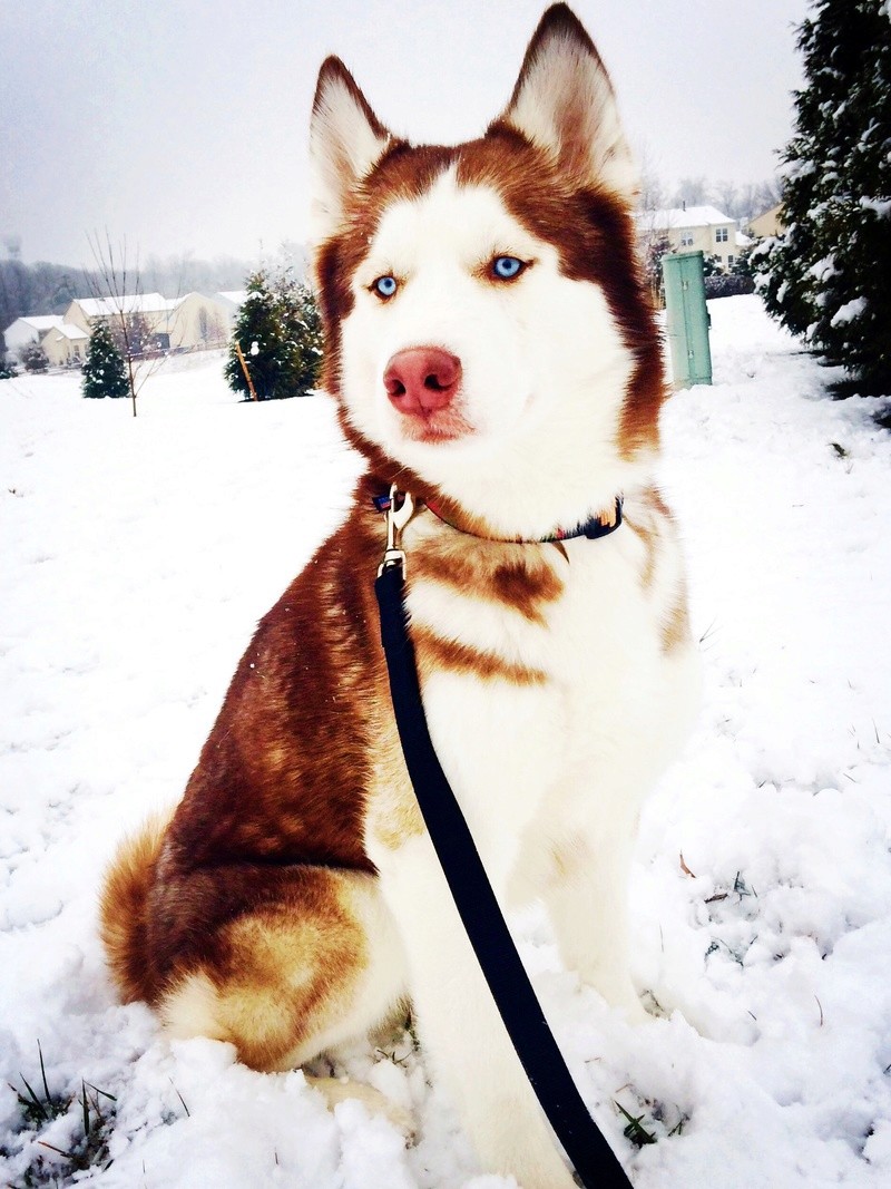 Looking for a new home for my 3 year old male Husky Img_1311