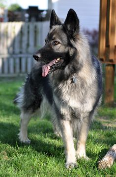 -Alyx - Shiloh Shepherd X Certan Hound- Alyx10