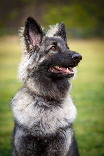 -Alyx - Shiloh Shepherd X Certan Hound- Alyx210