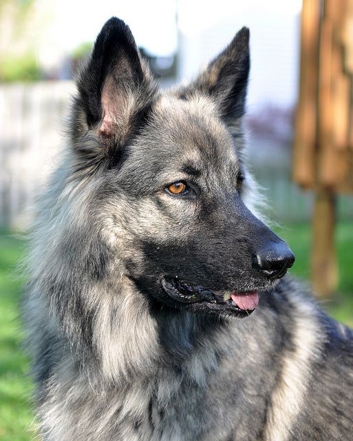 -Alyx - Shiloh Shepherd X Certan Hound- Alyx310