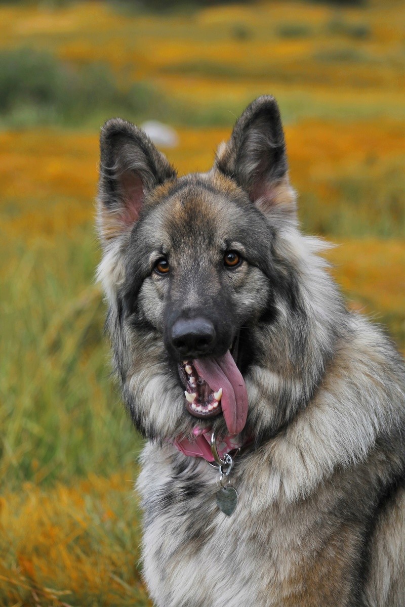 -Alyx - Shiloh Shepherd X Certan Hound- Alyx510