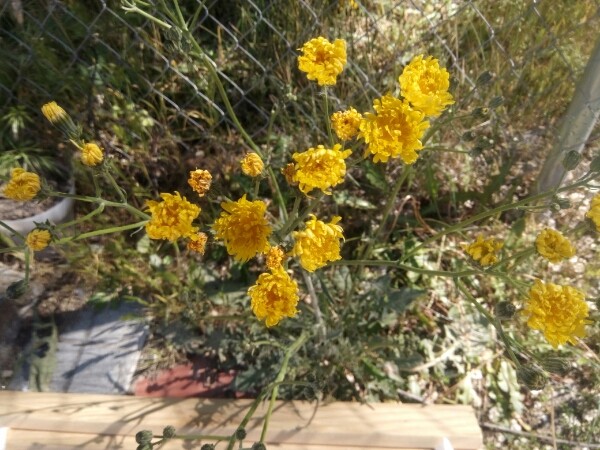 Botánica del día a día 20170512