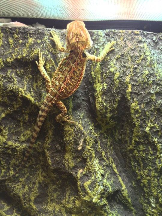 Nouveau Pogona ! 17757810