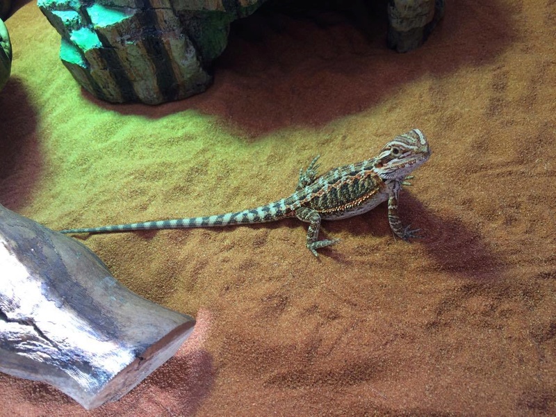 Nouveau Pogona ! 17838510