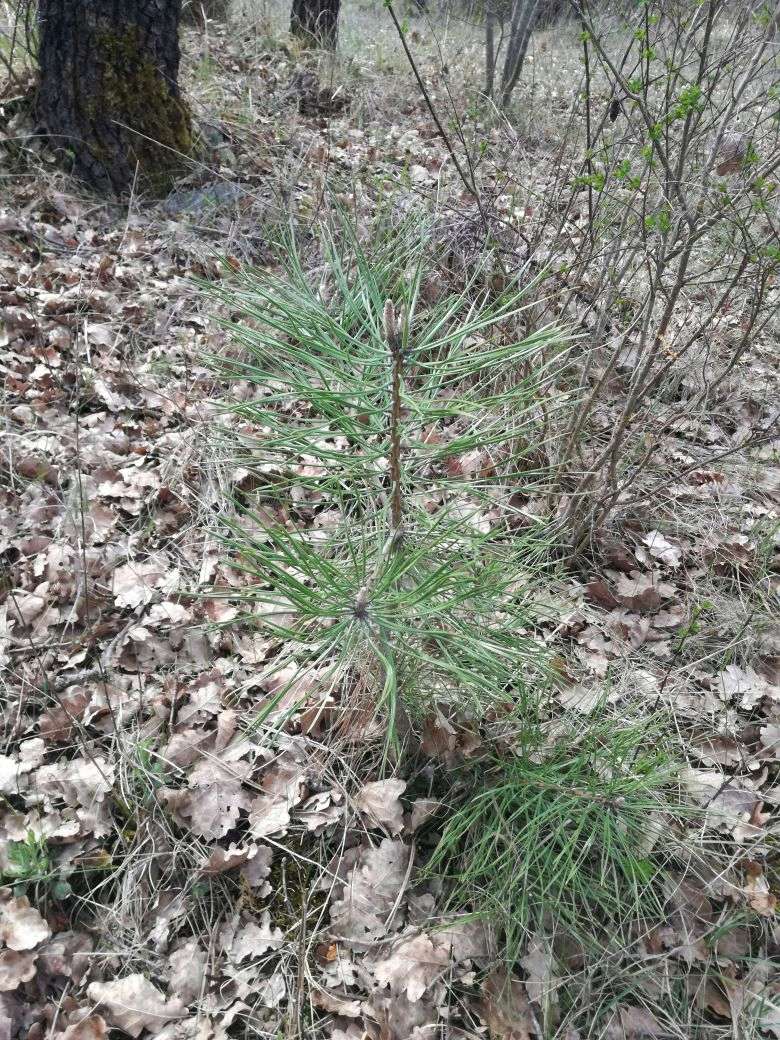 primo bonsai, aiuto!! come lo tratto? Pino_n10