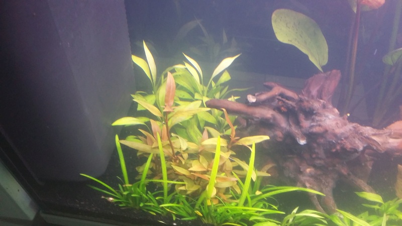 Mon premier aquarium Img-2011