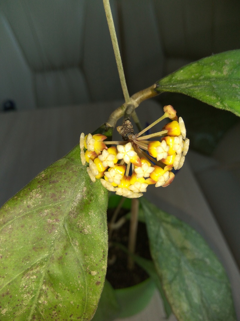 Hoya Светлана