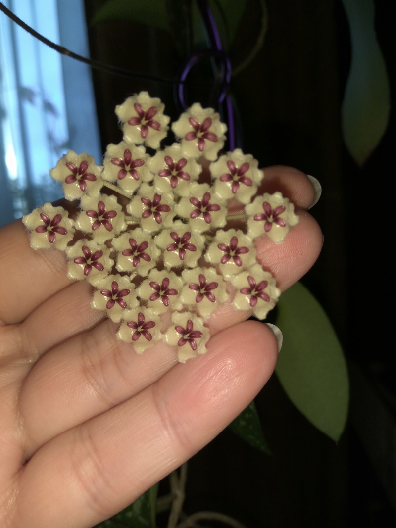 Hoya phuwuaensis SP Phu Wua