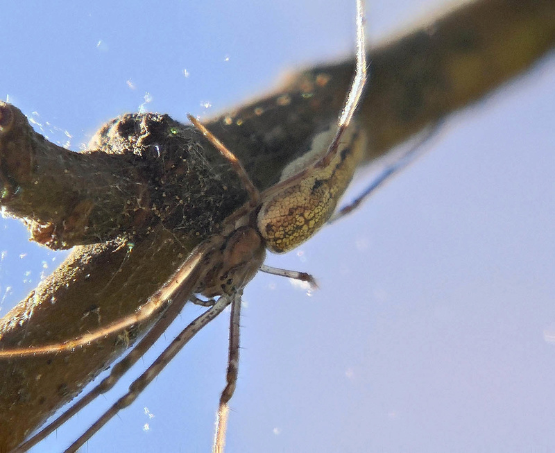 Focus stacking macro avec TZ100 et bonnette 50pc10