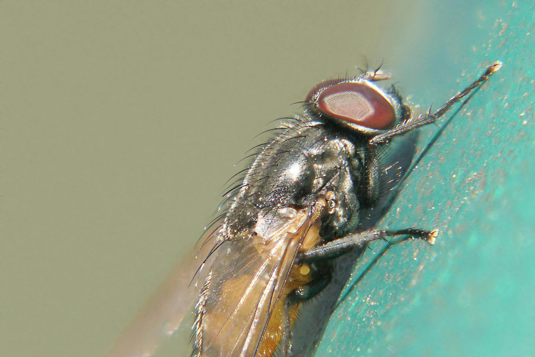 Focus stacking macro avec TZ100 et bonnette Mouche10