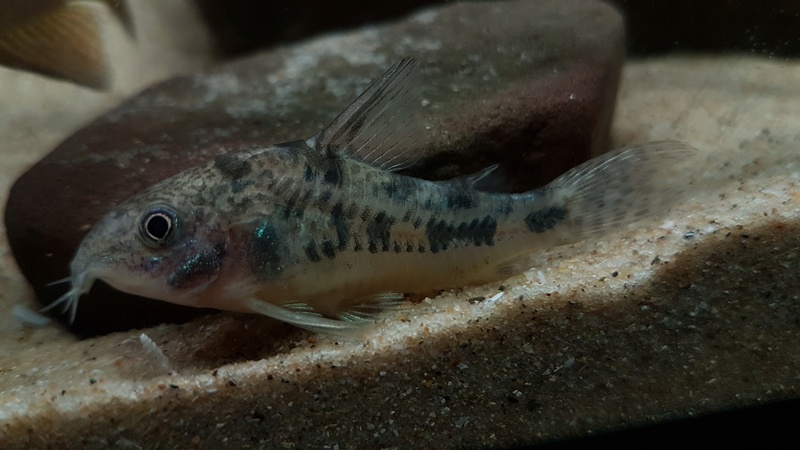 Corydoras paleatus : (Jenyns, 1842)  20170428