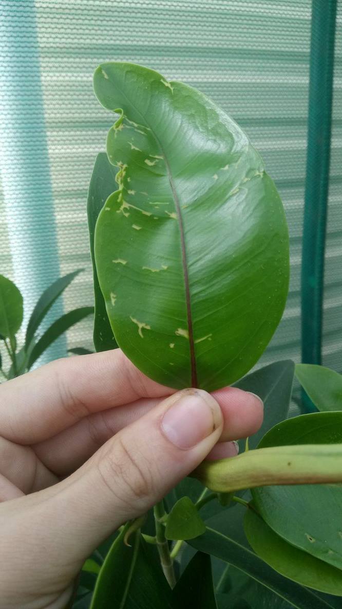 Ficus- new leaves getting discoloured patches 110