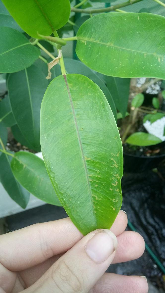 Ficus- new leaves getting discoloured patches 210