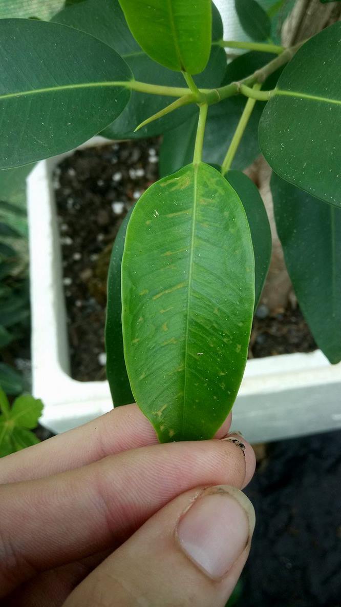 Ficus- new leaves getting discoloured patches 310