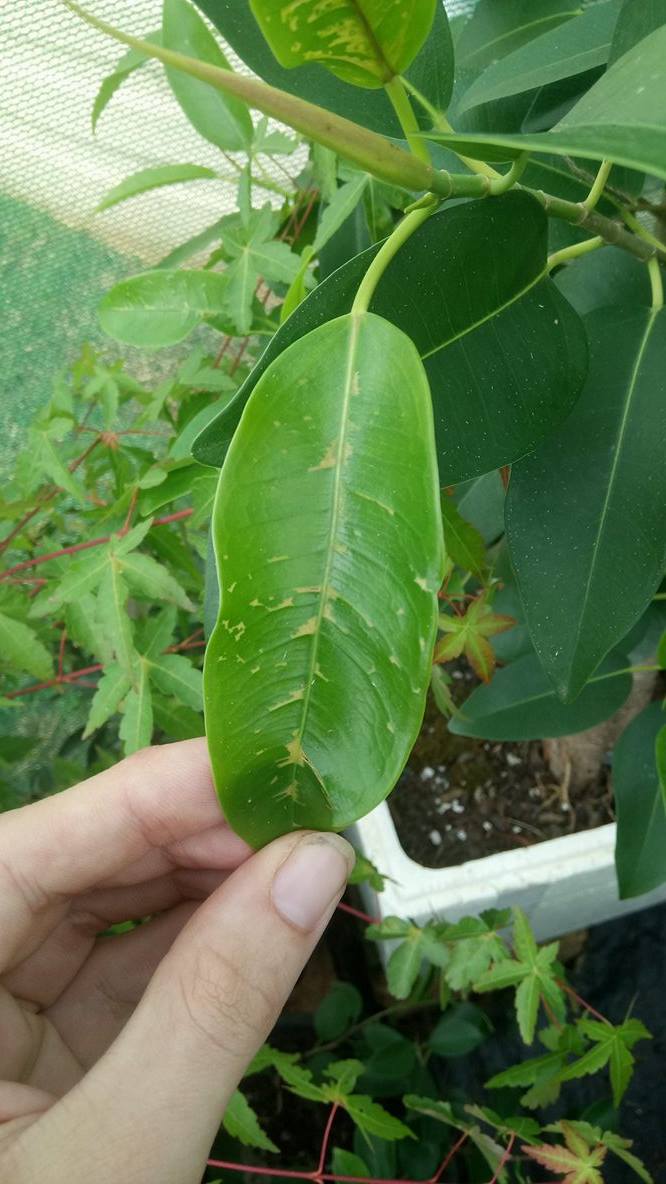 Ficus- new leaves getting discoloured patches 410