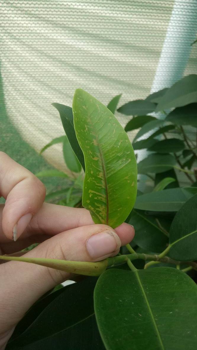 Ficus- new leaves getting discoloured patches 510