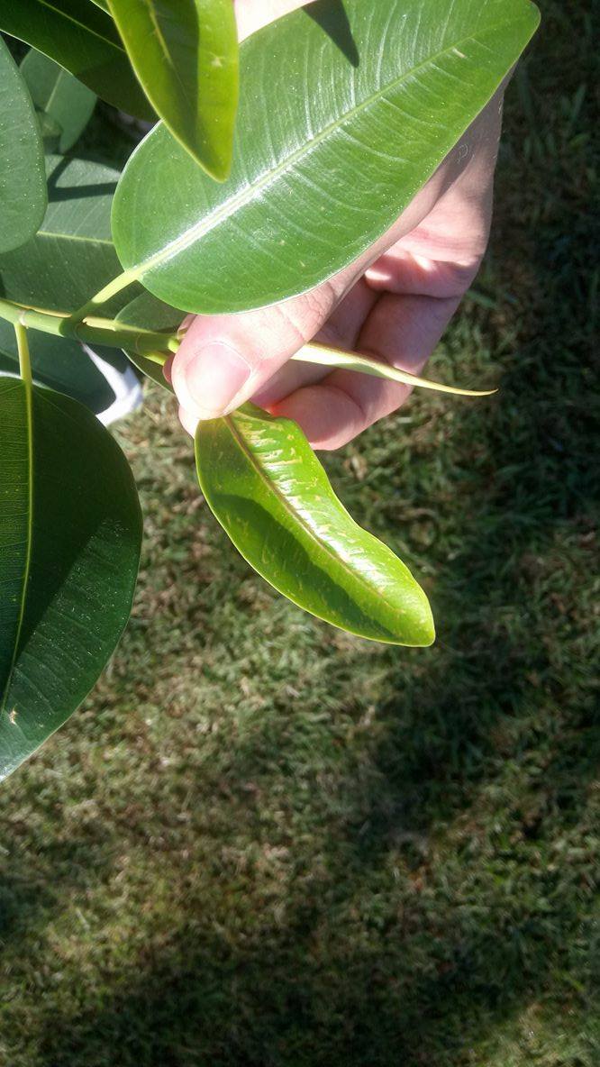 Ficus- new leaves getting discoloured patches 610