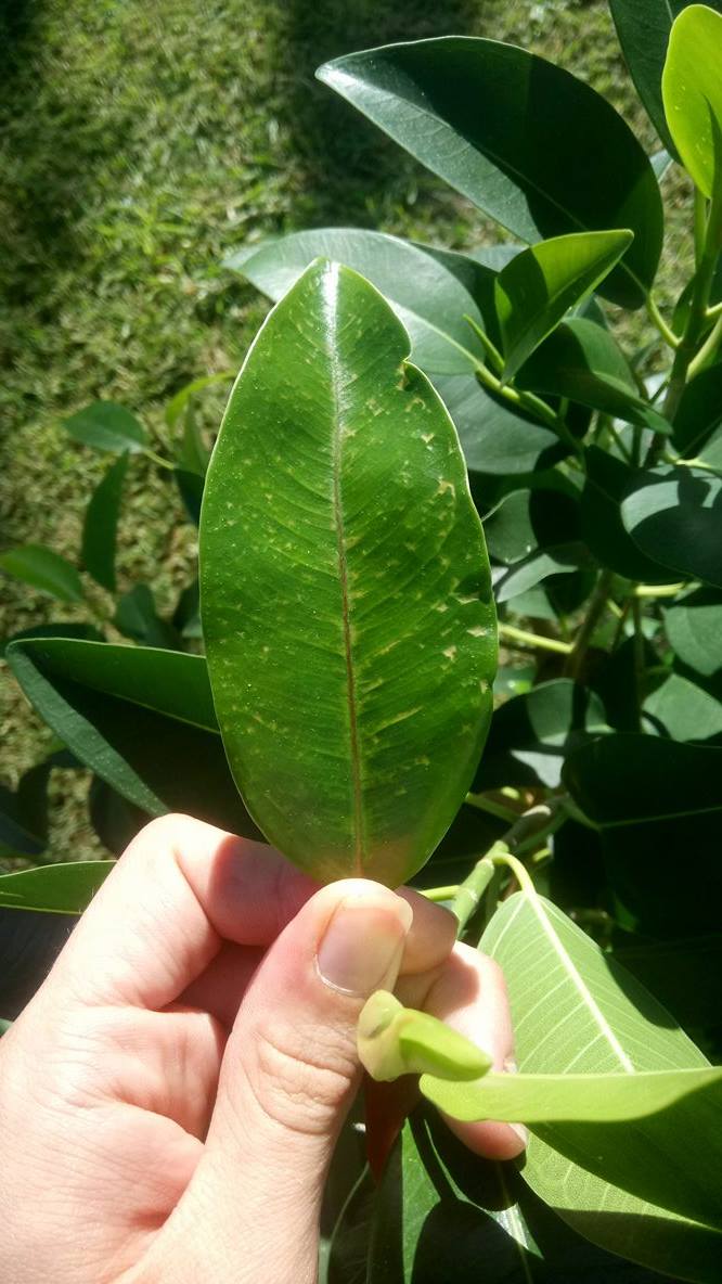 Ficus- new leaves getting discoloured patches 710