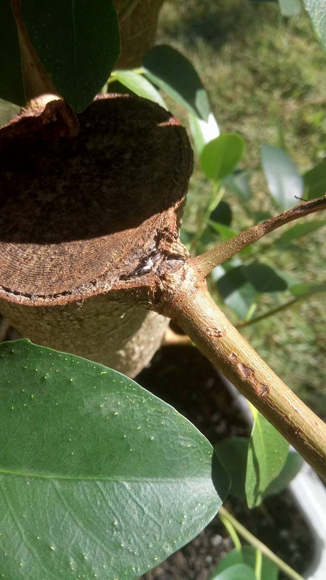 Ficus- new leaves getting discoloured patches 810