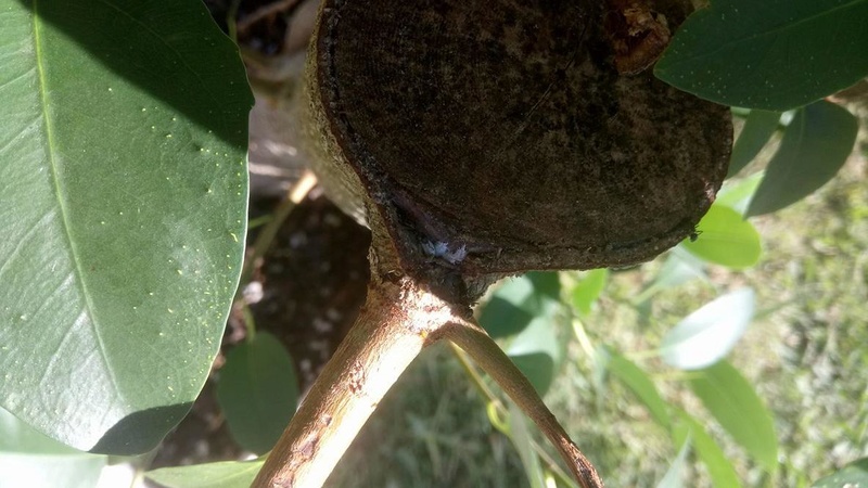 Ficus- new leaves getting discoloured patches 910