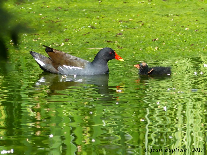 Gallinule poule d'eau + poussin Copie_23