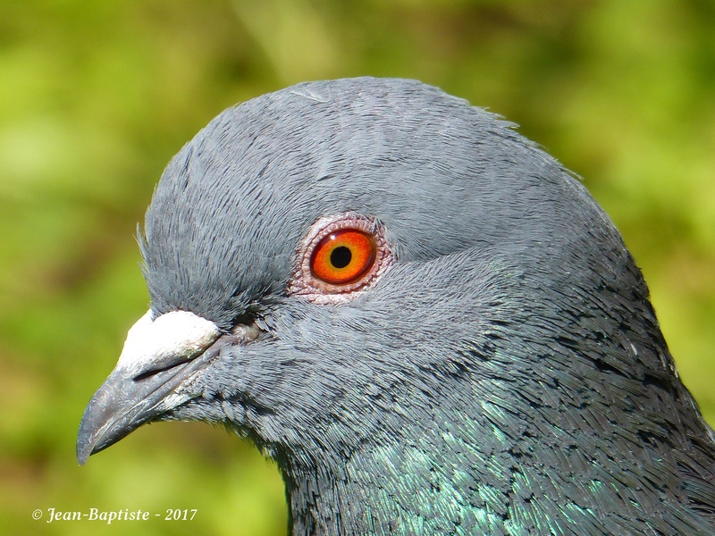 Portrait pigeon biset P1780111