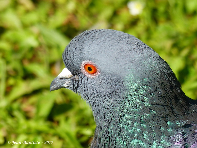 Portrait pigeon biset P1780112