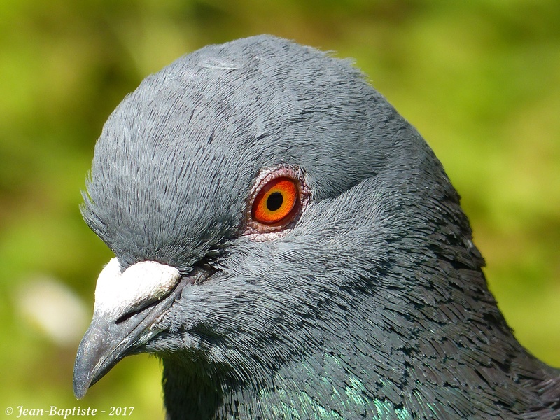 Portrait pigeon biset P1780113