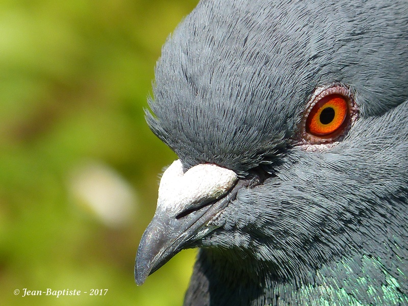 Portrait pigeon biset P1780114