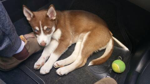 Husky copper cheap
