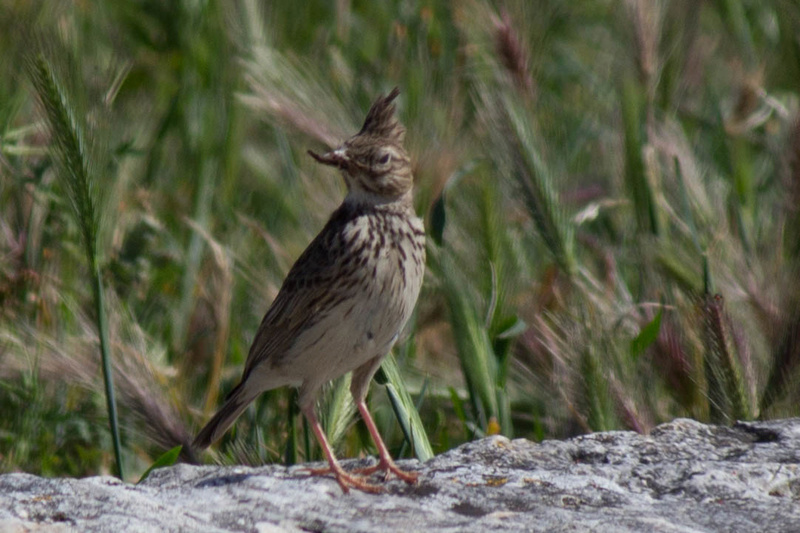 ID Galerida sp. Img_2112