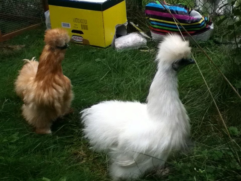 2 poules Negre Soie à DRAVEIL Poules11