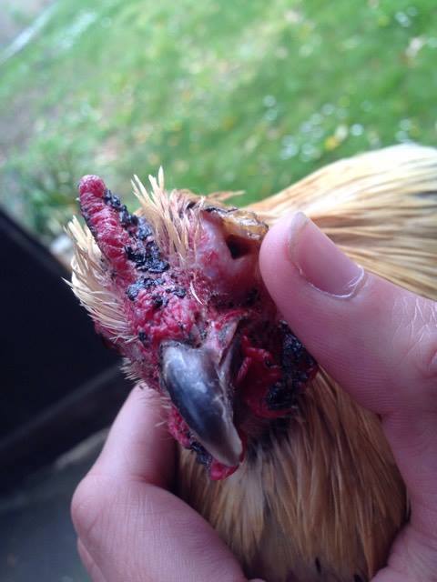 croute et pu englobant l'oeil de mon coq 18009110