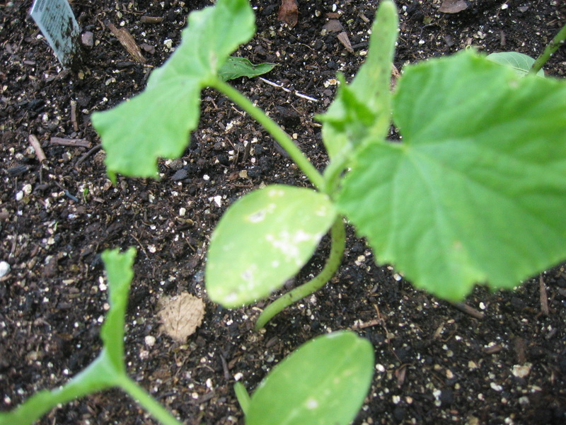 possible peppers and cucumber problem Img_2312