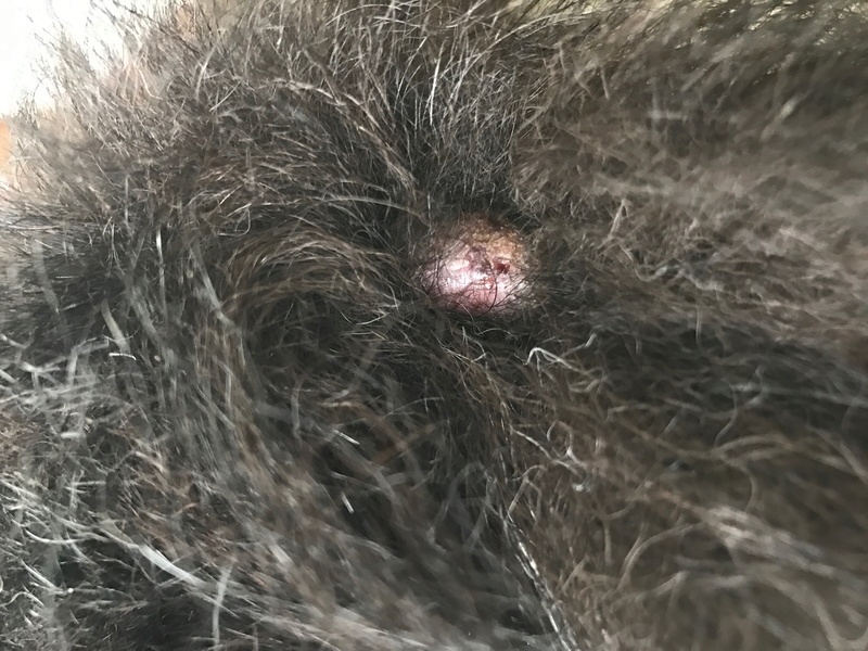 Swollen Bald Spot on Tail Img_0712