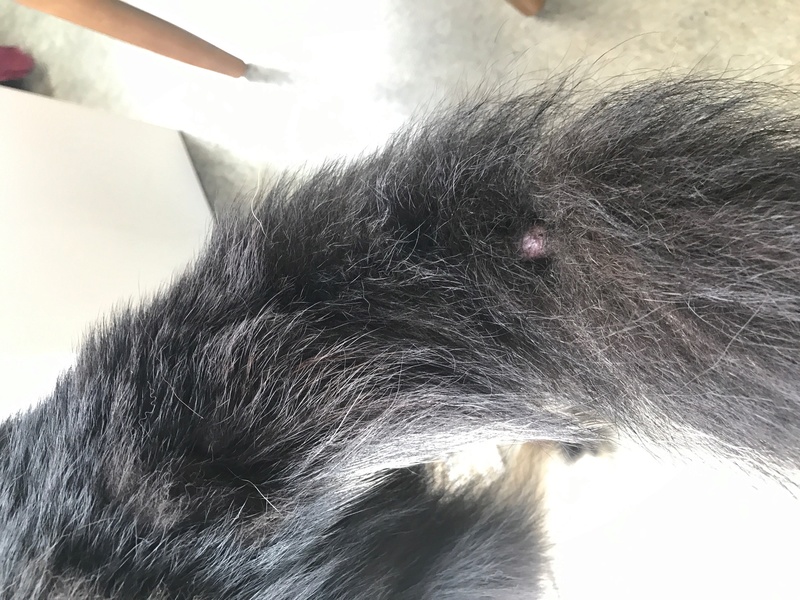 Swollen Bald Spot on Tail Img_0713