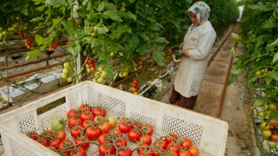 İsrail Türkiye'den ithal edilecek domatesten vergi almayacak Israil10