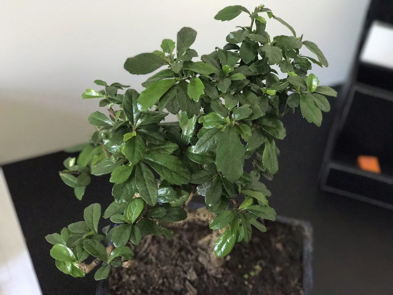 Mi primer bonsai - zelkova parvifolia  Photo_10