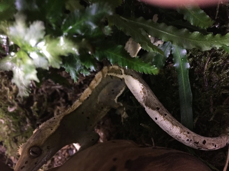 Mon gecko à crête arlequin😍 Img_0516