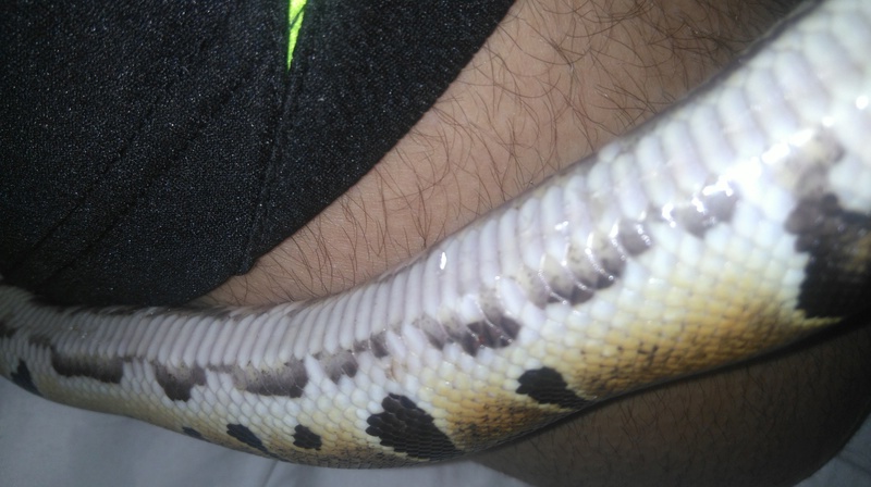 URGENT!!! mon python perd sa peaux et a vachement maigrie  Dsc_0019