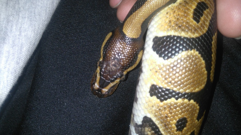 URGENT!!! mon python perd sa peaux et a vachement maigrie  Dsc_0021