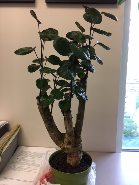 Please help identify my new bonsai tree Img_0711