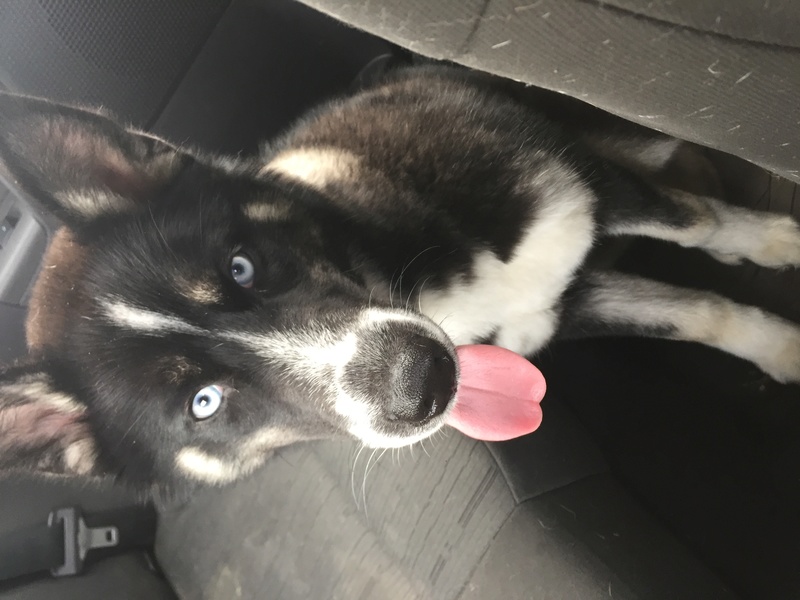 Is my husky pure bred? Img_1610