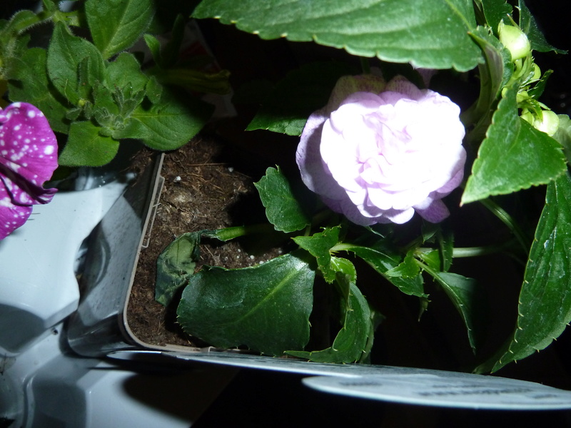 Voici quelques photos de mes plantes P1020313