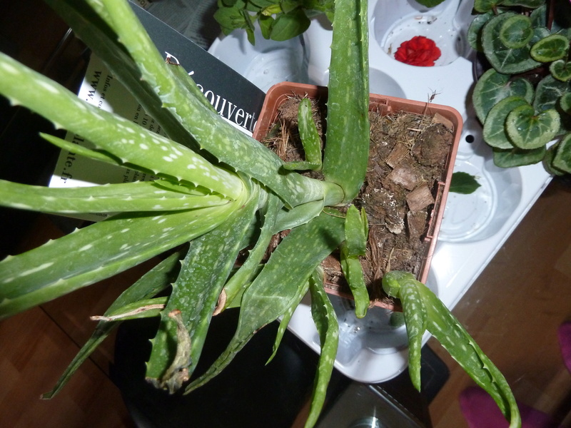 Voici quelques photos de mes plantes P1020314